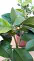 Citrusy od p. Vincenty